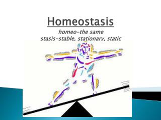 Homeostasis homeo -the same stasis-stable, stationary, static