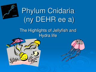 Phylum Cnidaria ( ny DEHR ee a)