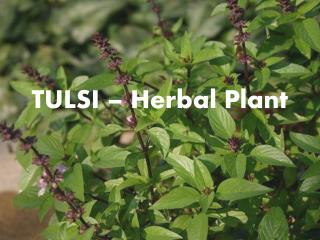 TULSI – Herbal Plant