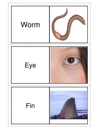 Earthworm eye fin Fish Insect Isopod mouth plants Sow bug Spider sun tail