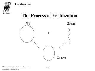 The Process of Fertilization