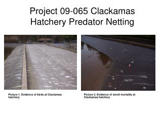 Project 09-065 Clackamas Hatchery Predator Netting