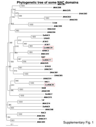 Phylogenetic tree of some NAC domains
