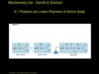5.1 Proteins are Linear Polymers of Amino Acids