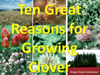 Ten Great Reasons for Growing Clover