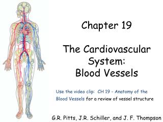 Use the video clip: CH 19 - Anatomy of the Blood Vessels for a review of vessel structure