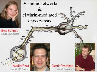 Dynamic networks &amp; clathrin-mediated endocytosis