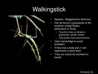 Walkingstick