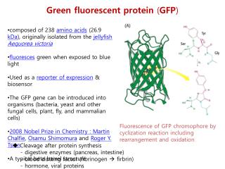 Fluorescence of GFP chromophore by cyclization reaction including rearrangement and oxidation