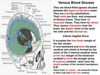 Venous Blood Sinuses