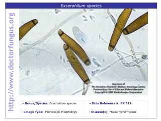 Exserohilum species