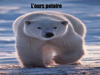 L’ours polaire