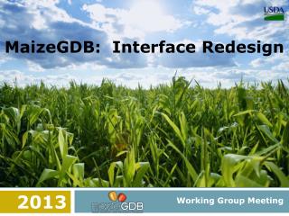 MaizeGDB: Interface Redesign