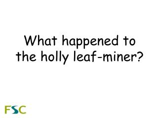 What happened to the holly leaf-miner?