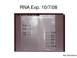RNA Exp. 10/7/08