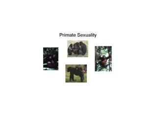 Chimpanzee Sexuality
