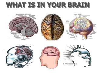 WHAT IS IN YOUR BRAIN