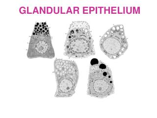 GLANDULAR EPITHELIUM