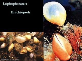 Lophophorates: 	Brachiopods