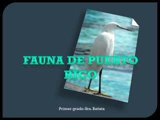 Fauna de Puerto Rico