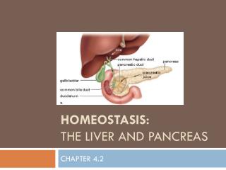 Homeostasis: the liver and pancreas