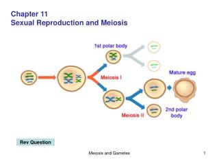 Chapter 11 Sexual Reproduction and Meiosis