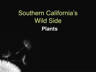 Southern California’s Wild Side Plants