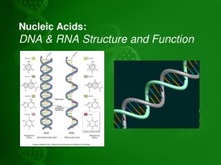 Nucleic Acids: DNA &amp; RNA Structure and Function