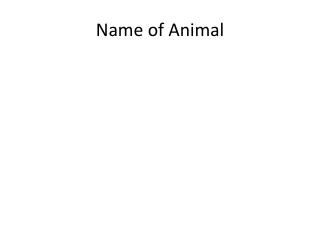 Name of Animal