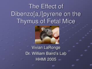 The Effect of Dibenzo[a,l]pyrene on the Thymus of Fetal Mice
