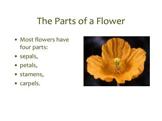 The Parts of a Flower