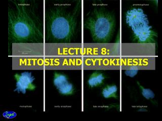 LECTURE 8: MITOSIS AND CYTOKINESIS