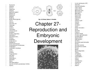 Chapter 27- Reproduction and Embryonic Development