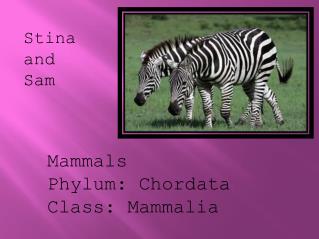 Mammals Phylum: Chordata Class: Mammalia