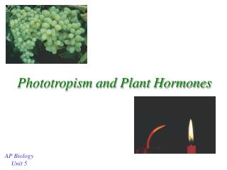 Phototropism and Plant Hormones