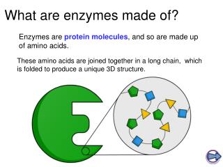What are enzymes made of?