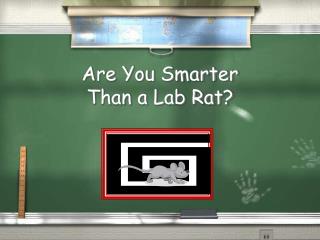 Are You Smarter Than a Lab Rat?