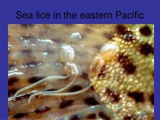Sea lice in the eastern Pacific