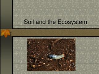 Soil and the Ecosystem