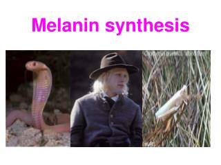 Melanin synthesis