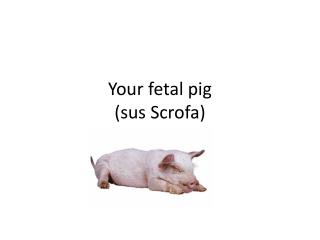 Your fetal pig ( sus Scrofa )