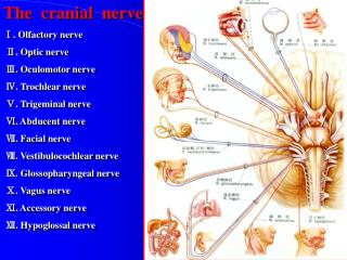 The cranial nerve Ⅰ. Olfactory nerve Ⅱ. Optic nerve