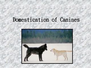 Domestication of Canines