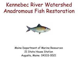 Kennebec River Watershed Anadromous Fish Restoration