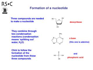 Three compounds are needed to make a nucleotide