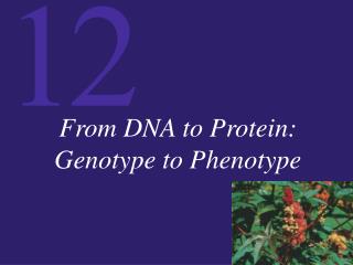 From DNA to Protein: Genotype to Phenotype