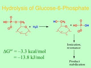 Hydrolysis of Glucose-6-Phosphate