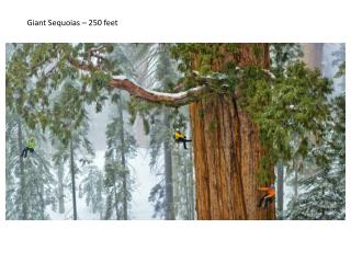 Giant Sequoias – 250 feet