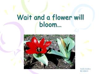Wait and a flower will bloom…