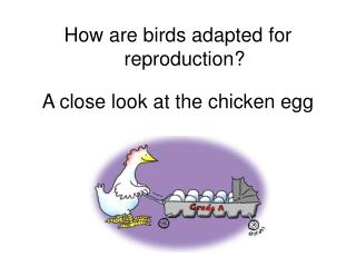 How are birds adapted for reproduction? A close look at the chicken egg